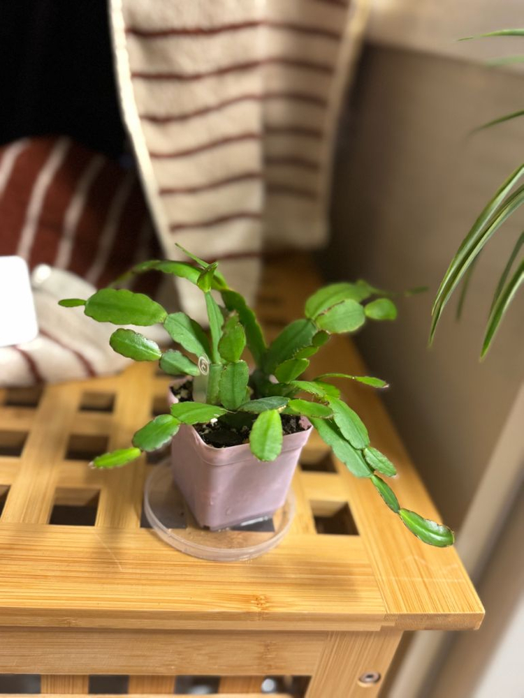 봄 원종 흰 게발선인장 (가재발X)--5