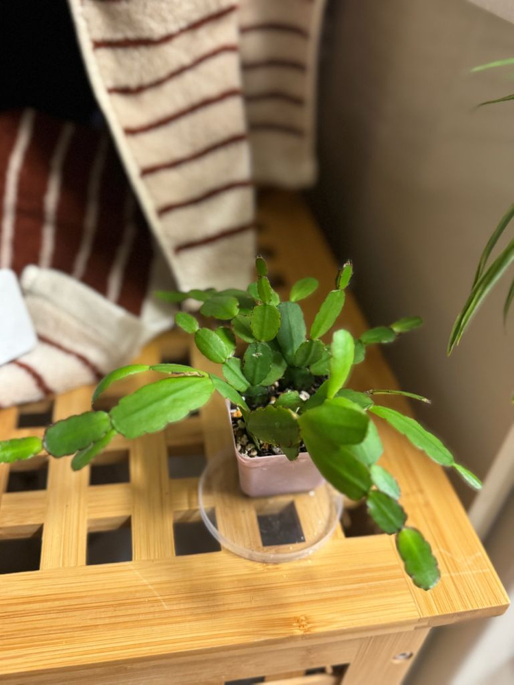 봄 원종 흰 게발선인장 (가재발X)--6