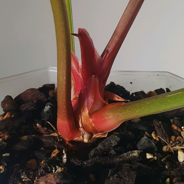 안스리움 럭셔리안스 하이브리드 바리에가타--1