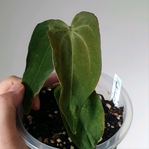 안스리움 (포게티+칼라블랙키 아만다)+sp.nov.DF