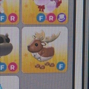 입양하세요 펫 판매 이미지