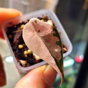 알로카시아 찬트리에 핑크 바리에가타