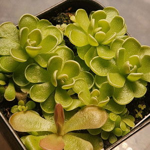 벌레잡이제비꽃 2종.통째로