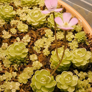 벌레잡이제비꽃.통째로