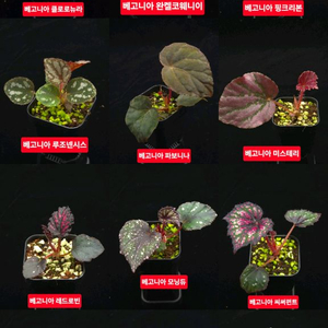 베고니아 포트당 5000원, 비바리움 정글플랜츠