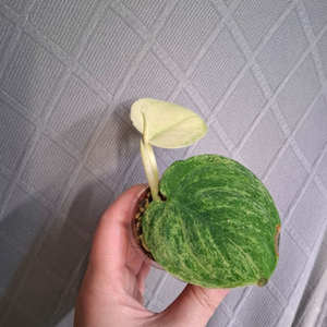 스킨답서스 골드 더스트 택포