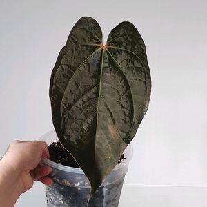 안스리움 에오스+안톨라키 selected