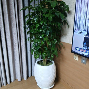 해피트리 (높이 1.5미터)