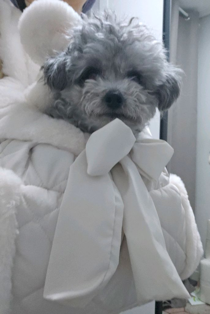 포펫츠온리 이동가방 백팩스타일--4