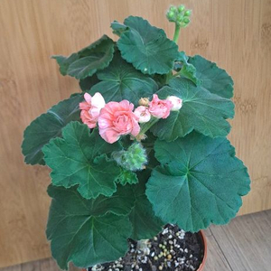 TA 레이디윈터 러시아 제라늄 중대품