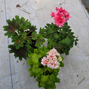 스텔라제라늄 송노랑별윤, 또송빛, 송새미