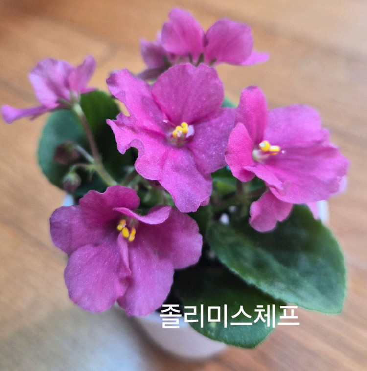 미니바이올렛 개별--8