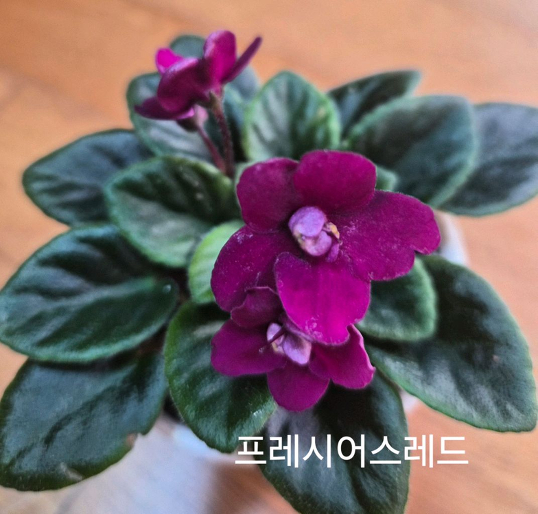 미니바이올렛 개별--9