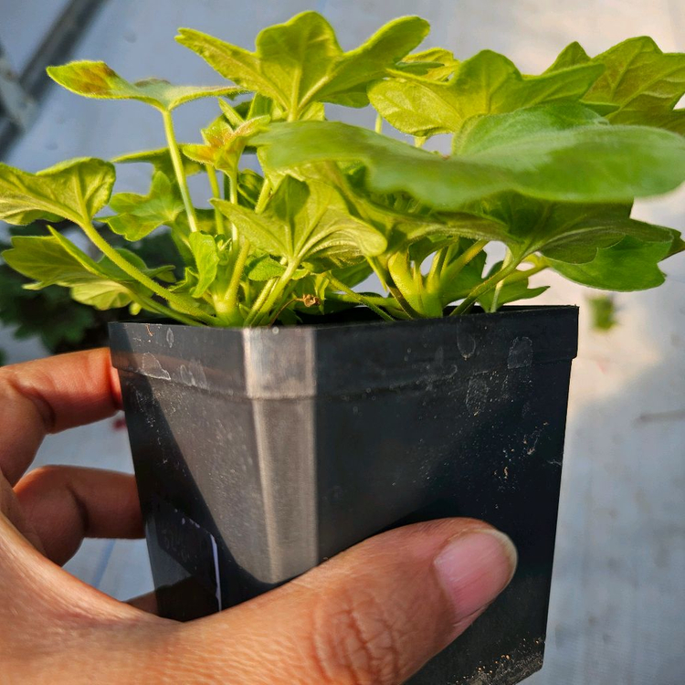 스텔라제라늄 3종 송노랑별윤, 또송빛, 송새미--2