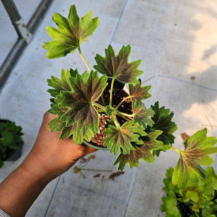 스텔라제라늄 3종 송노랑별윤, 또송빛, 송새미--3