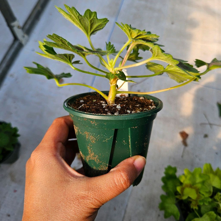 스텔라제라늄 3종 송노랑별윤, 또송빛, 송새미--4