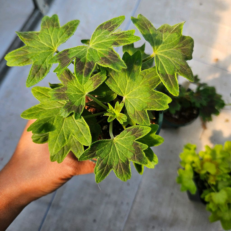 스텔라제라늄 3종 송노랑별윤, 또송빛, 송새미--5