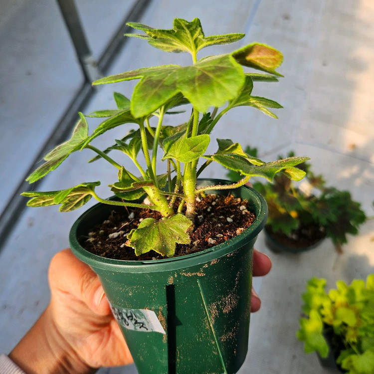 스텔라제라늄 3종 송노랑별윤, 또송빛, 송새미--6