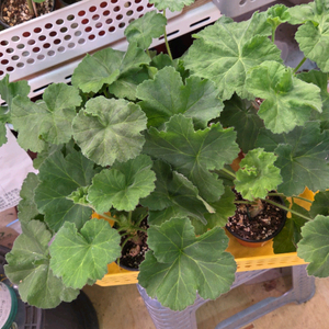 제라늄 개별분양