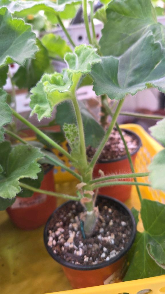 제라늄 개별분양--1