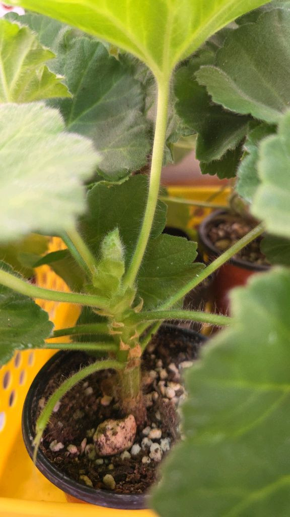 제라늄 개별분양--2