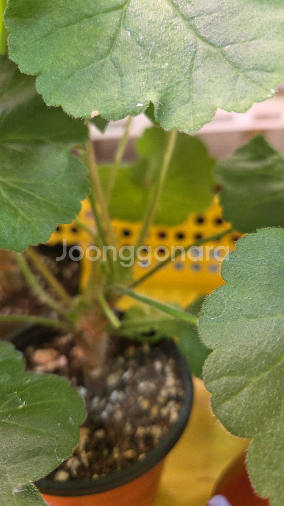 제라늄 개별분양--3