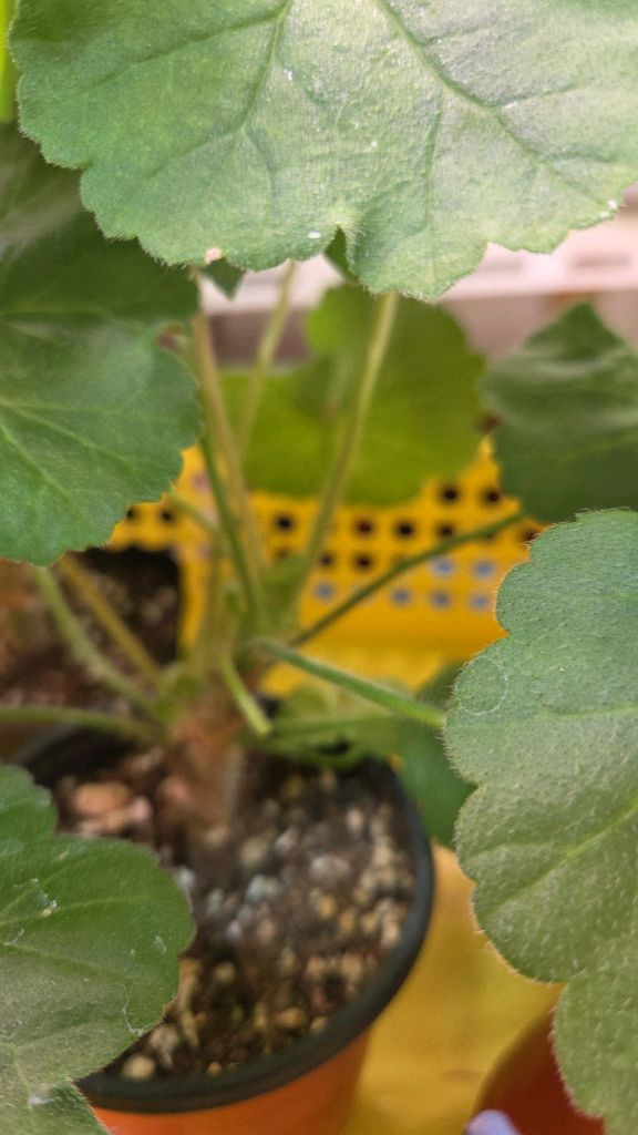 제라늄 개별분양--3