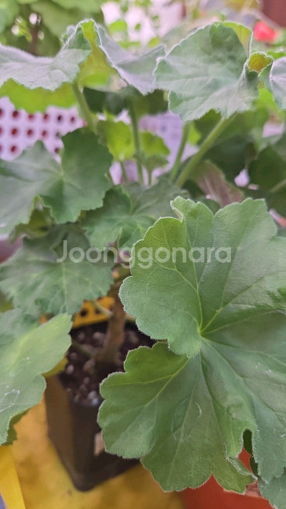 제라늄 개별분양--4