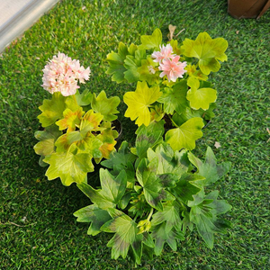 한국 스텔라제라늄 송노랑별윤, 금비, 사랑비