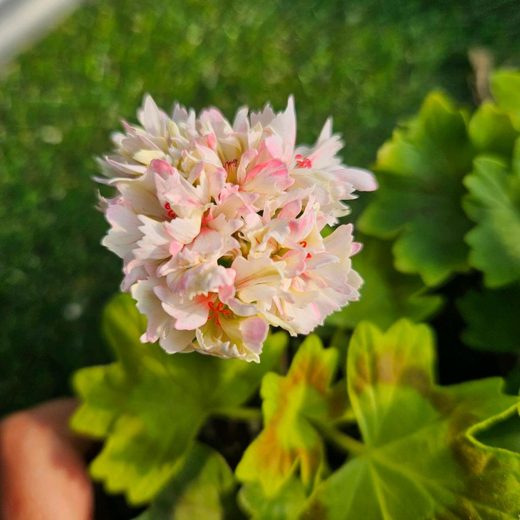 한국 스텔라제라늄 송노랑별윤, 금비, 사랑비--1