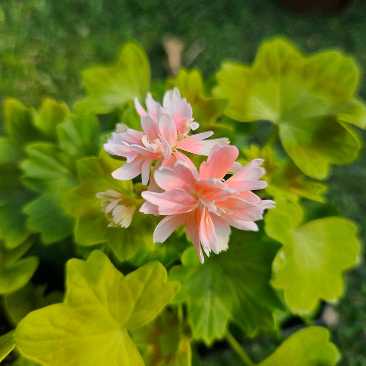 한국 스텔라제라늄 송노랑별윤, 금비, 사랑비--2