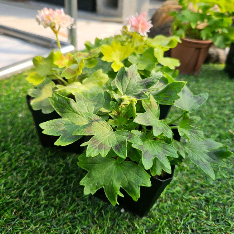 한국 스텔라제라늄 송노랑별윤, 금비, 사랑비--3