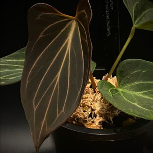 안스리움 킹오스 버터플라이