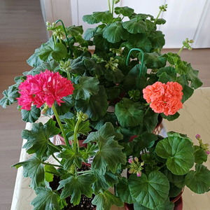 제라늄 대품 분양