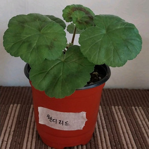 제라늄 5종 일괄분양