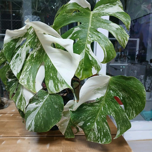 몬스테라알보 무늬천재