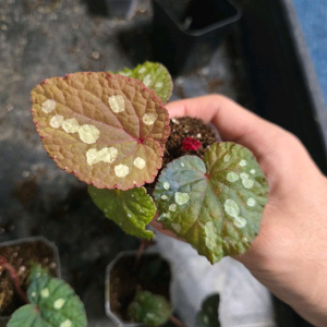 베고니아 뚜엔꾸앙