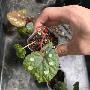 베고니아 뚜엔꾸앙