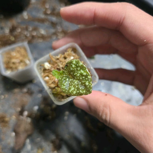 베고니아 인테그리폴리아 타일랜드