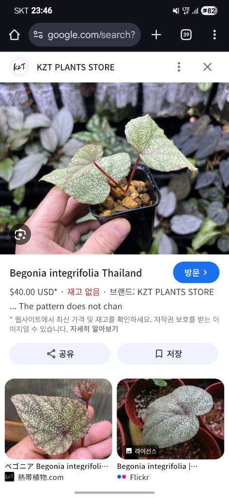 베고니아 인테그리폴리아 타일랜드--1