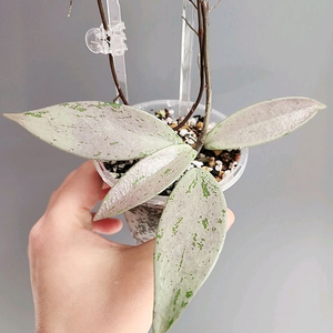 호야 푸비칼릭스 핑크 실버 고스트