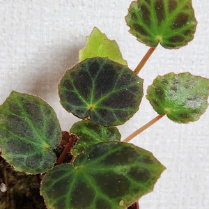 조각낸잎같은귀한베고니아) 브룩시