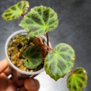 귀한)) 브룩시 베고니아