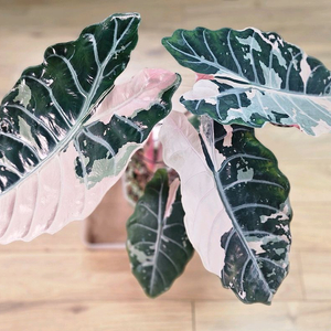 (모주 분양!) 알로카시아 찬트리에 핑크