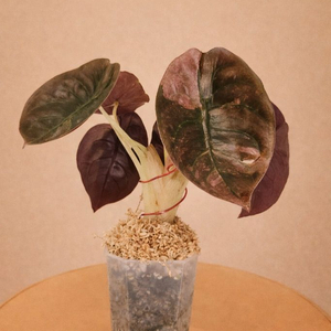 알로카시아 쿠프레아 바리에가타<안스 호야x>