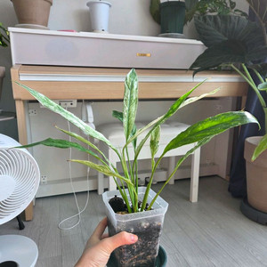 도미노 스파트 필름 바리에가타