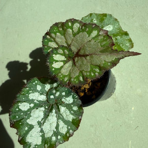 렉스 베고니아 컬리캘리포니아