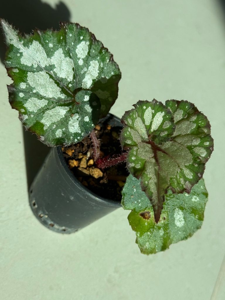 렉스 베고니아 컬리캘리포니아--1