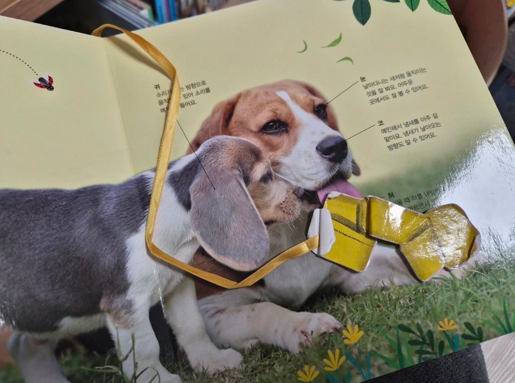 그레이트북스 놀라운 자연 전집 83권--6