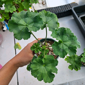 중국제라늄 에릭드래곤앤로즈 2개 중 선택하세용